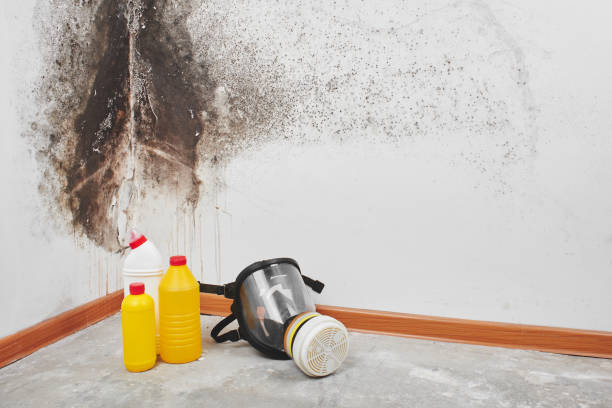 Best Residential Mold Removal  in Paola, KS