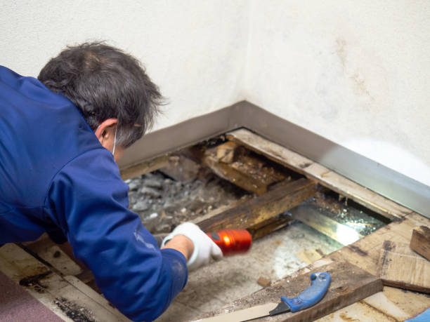 Best Mold Damage Repair  in Paola, KS