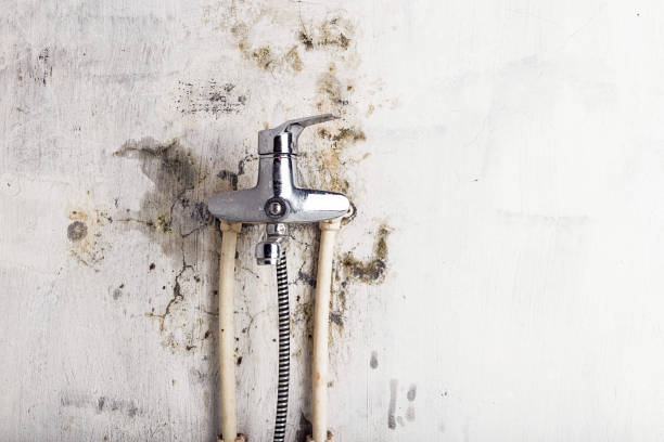 Best Residential Mold Removal  in Paola, KS