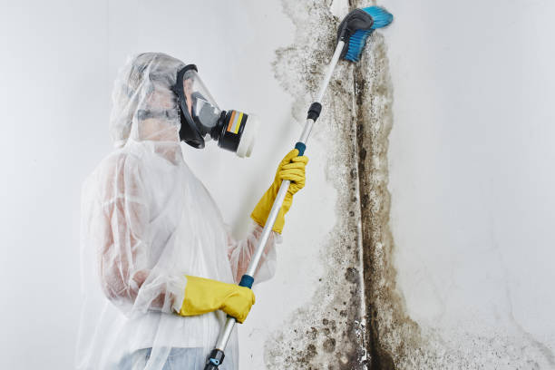 Best Crawl Space Mold Removal  in Paola, KS