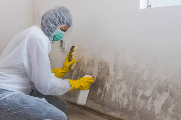 Best Attic Mold Removal  in Paola, KS