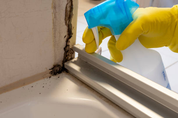 Best Fast Mold Removal  in Paola, KS