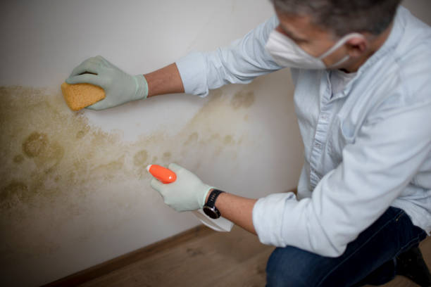 Best Commercial Mold Removal  in Paola, KS