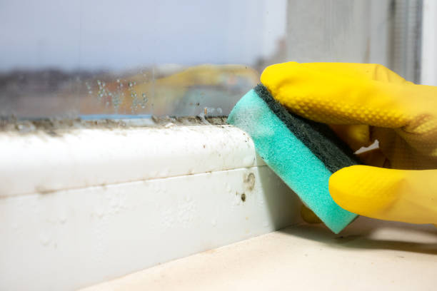 Office Mold Removal Services in Paola, KS