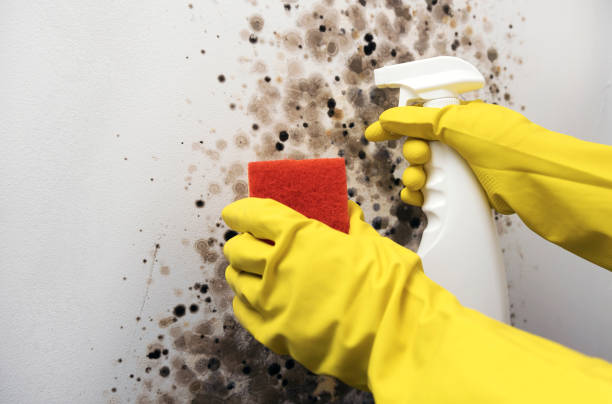 Best Crawl Space Mold Removal  in Paola, KS
