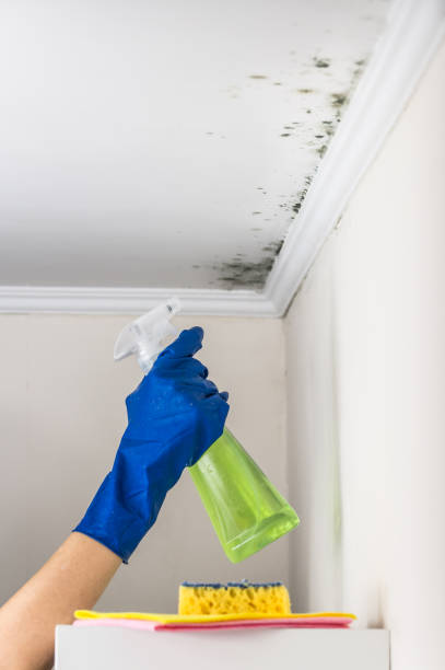 Best Office Mold Removal Services  in Paola, KS